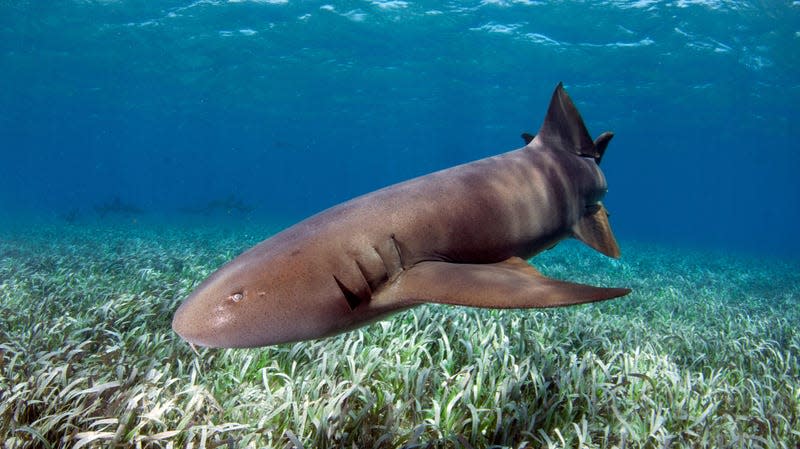 A nurse shark above some seagrass. - Photo: Andre Seale/VW PICS/Universal Images Group (Getty Images)