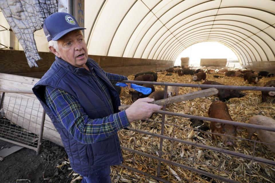 Ron Mardesen stands by an enclosure full of roaming hogs.