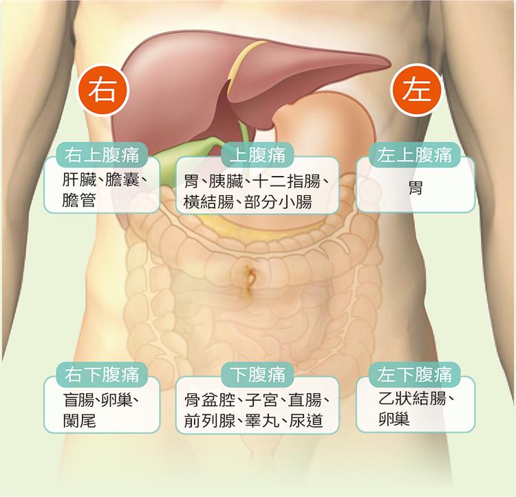 腹痛位置及相關器官。