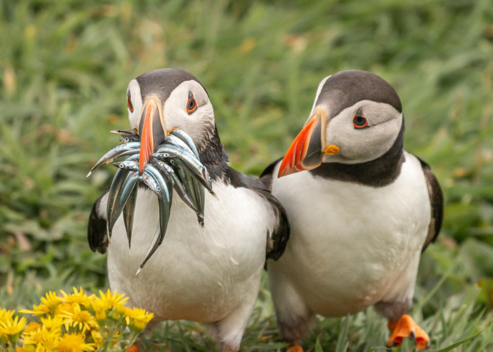 &ldquo;Seriously, Would You Share Some&rdquo; is a photo of puffins in Scotland. (Photo: Krisztina Scheef/Comedy Wildlife Photo Awards 2020)