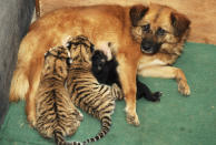 Un perro hembra alimenta a varios cachorros de tigre siberiano en el zoo de Qingdao, China.