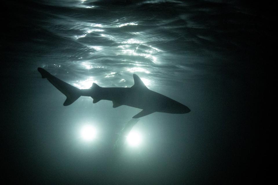 A newborn blacktip reef shark is silhouetted as it swims at night (Reuters)