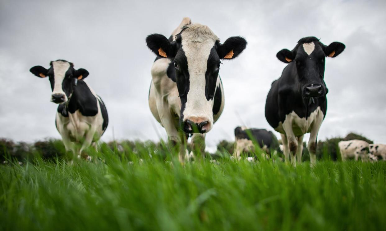 <span>A herd of cows can emit the equivalent amount of pollution as 10,000 people, campaigners say.</span><span>Photograph: Lou Benoist/AFP/Getty Images</span>