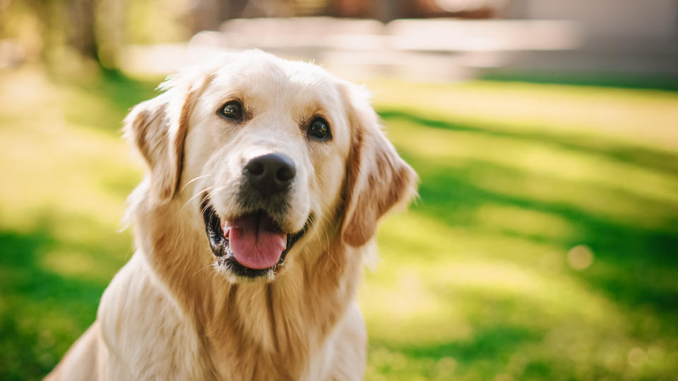 Golden Retriever (Getty Images/iStockphoto)