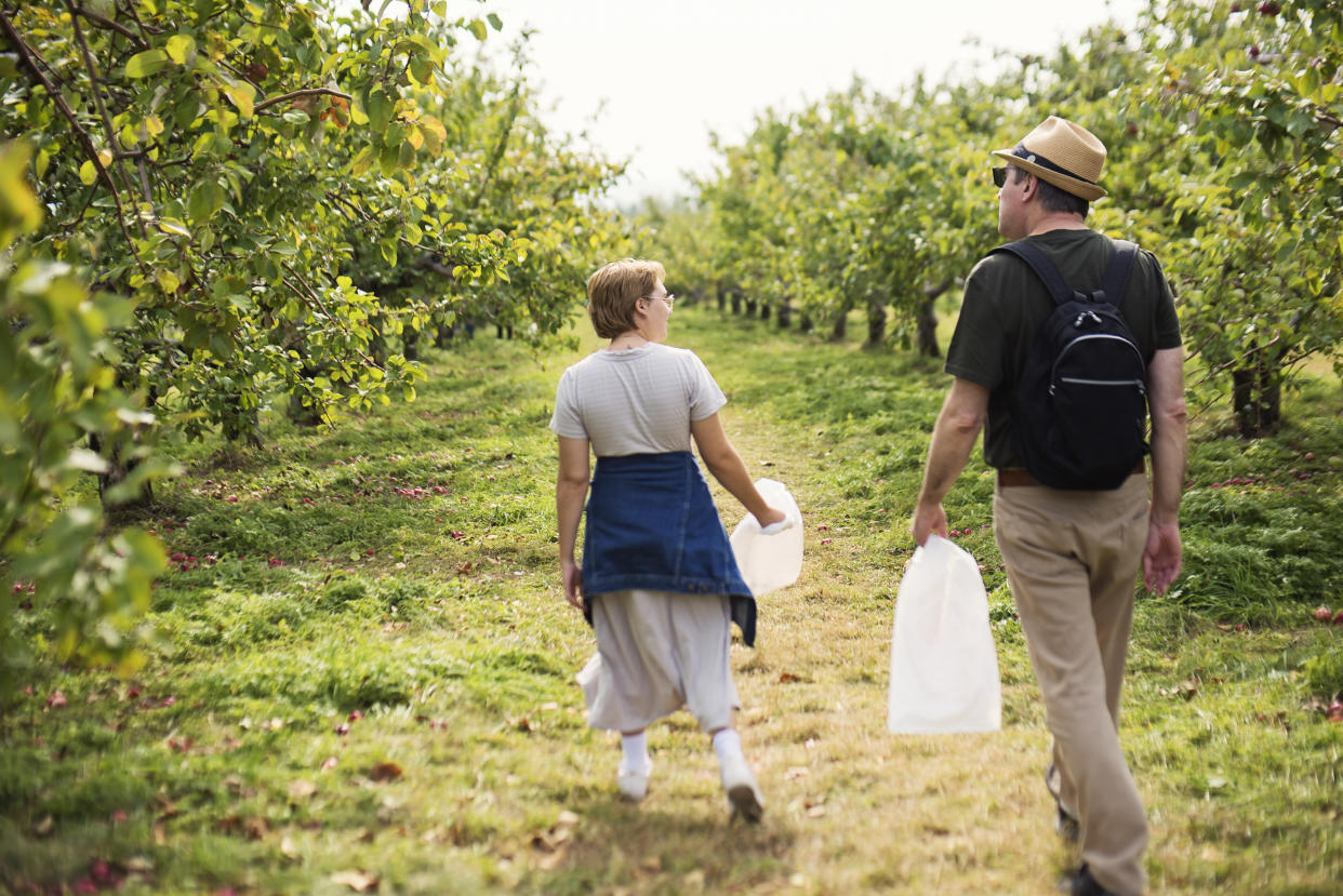 Adult step-daughter picking up apples with senior step-father in orchard on a warm autumn day. Family stays in « bubble » without masks during Covid-19. This is part of a series. Horizontal full length outdoors shot with copy space.