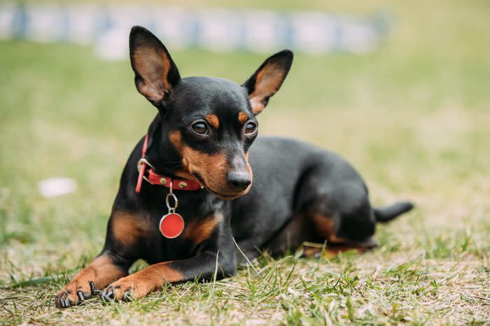 Miniature Pinscher Sitting On Green Grass