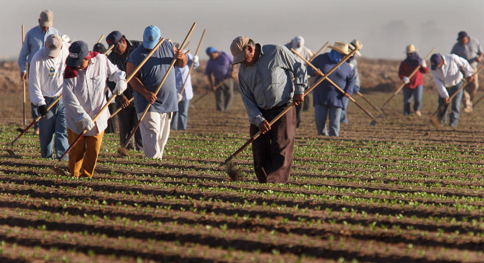 Farm workers thin lettuce crops work in in San Luis, Arizona. (AP Photo/Paul Connors) (Photo: ASSOCIATED PRESS)