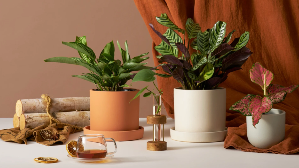 Save as much as 30% on house plants right now at The Sill.