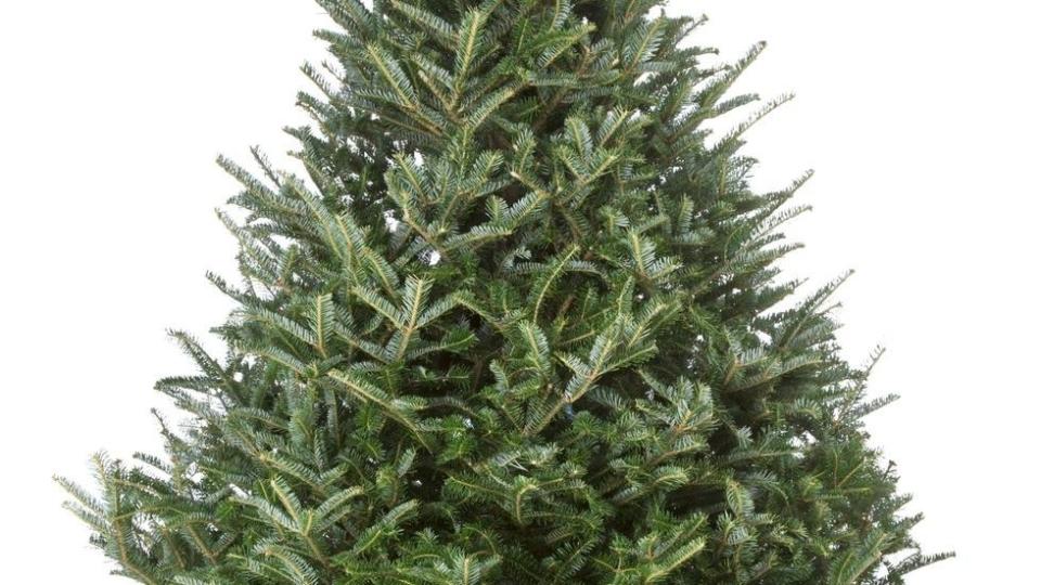 types of christmas trees fraser fir