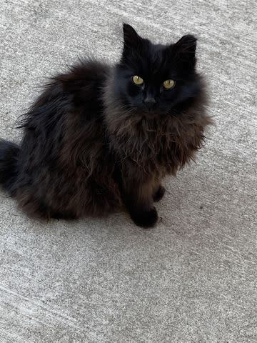 <p>Animal Rescue of the Rockies</p> Smokey, the Coors Field Cat.