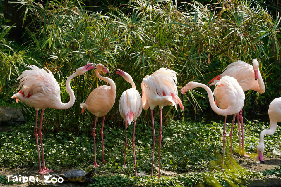 凍漲27年的台北市立動物園將於4月1日起漲價，普通票100元、優待票50元、團體票70元。   圖：台北市立動物園／提供