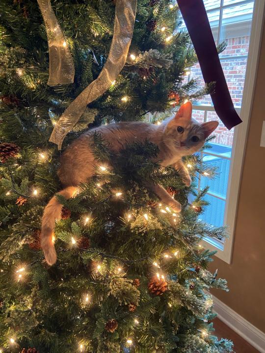 Ornament or cat, who can say?