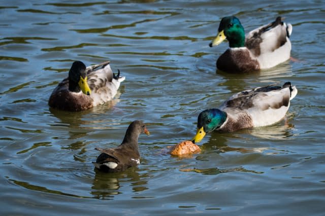 Feeding bread to the moorhen and mallard ducks