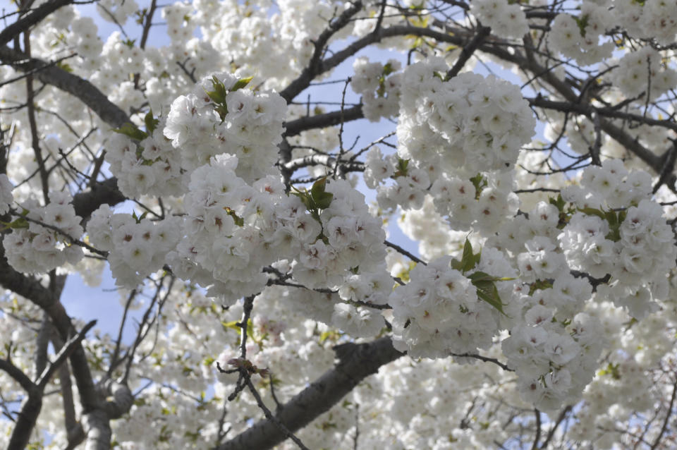 This undated photo shows a flowering cherry tree in the Bronx borough of New York. George Washington could never have cut down a cherry tree like the one depicted because our showy flowering cherries are Asian species, which didn't arrive in the U.S. until the late 1800s. (Lee Reich via AP) (Lee Reich via AP)