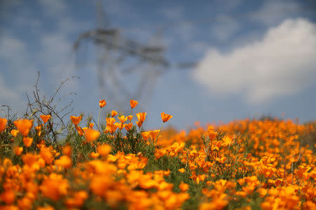 A super bloom of poppies is seen in Lake Elsinore, California, U.S., February 27, 2019. REUTERS/Lucy Nicholson