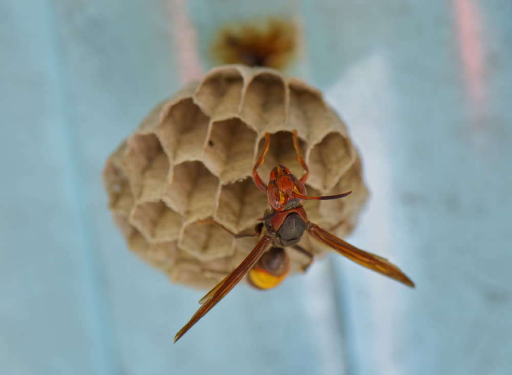 Please don’t put these wasp nests in your vagina, no matter what you read