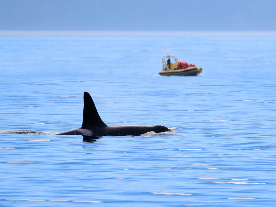 small bouy boat behind a cresting whale in the ocean off victoria canada