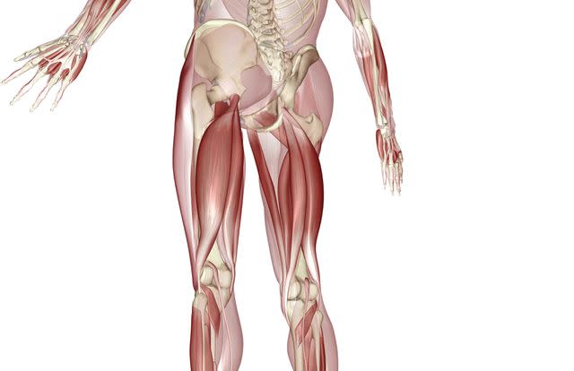 MedicalRF.com/MedicalRF.com/Getty Images The hamstring muscles are located at the back of your thighs.