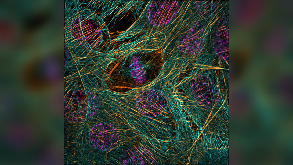 A compact group of multicolored torn fibres