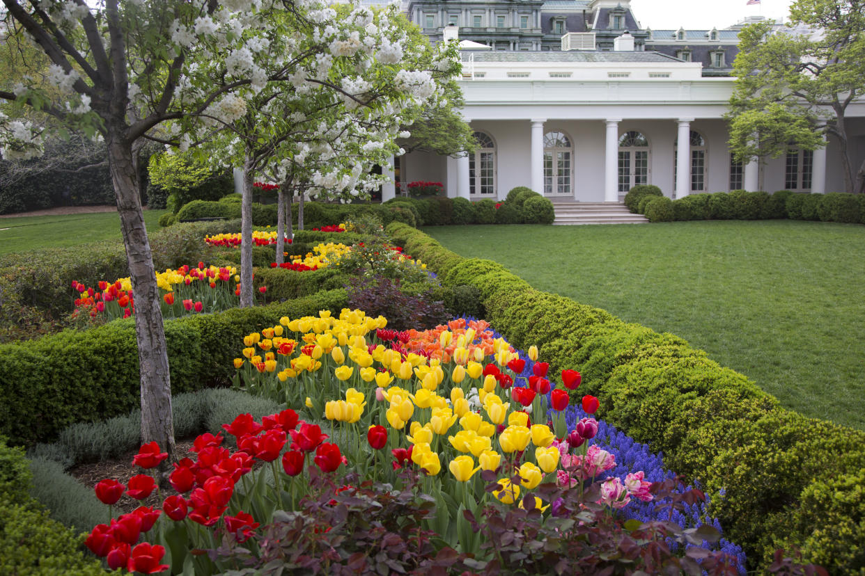 Spring tulips 