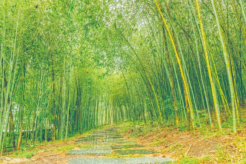 羅山村里山竹林散步道由東富禪寺的釋傳開師父打造，在他的巧手規劃下，荒廢竹林蛻變為祕境絕景。圖／《花蓮趣》
