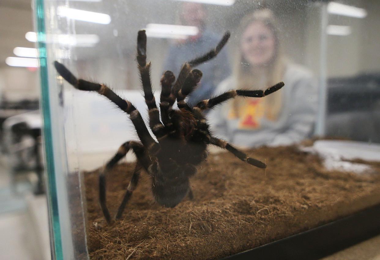 Iowa State University Vet Med second-year student Gabriella Luke watches her tarantula Margaret, which she had taken home for a month as an assignment in the Exotic Pet Medicine class, on Wednesday, March 6, 2024, in Ames, Iowa. Reiman Gardens loaned dozens of tarantulas to the exotic pet study.
.