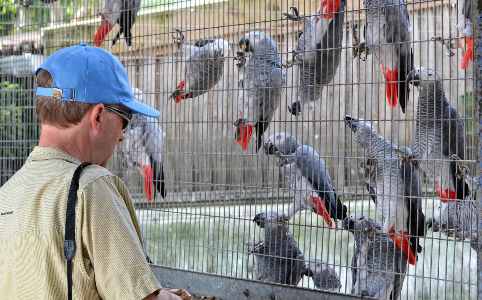 Man feeding the African grey parrot at Lincolnshire Wildlife Park