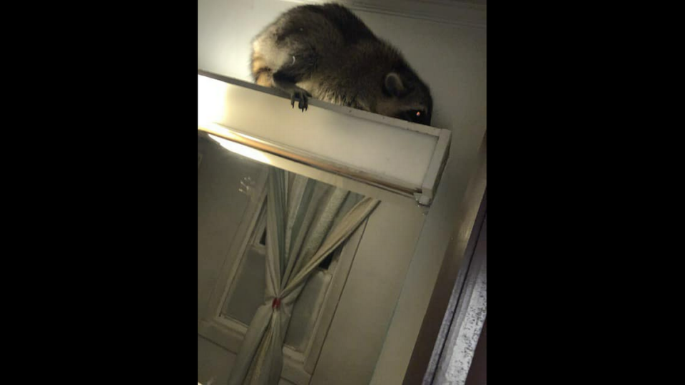 A hungry raccoon was mistaken for a burglar at a Virginia home, officials said. It was just after food.