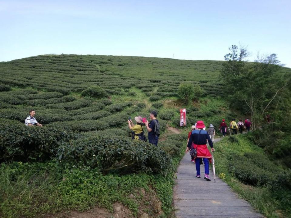 太平雲梯雲之南道茶園風光。（中華旅行社提供）