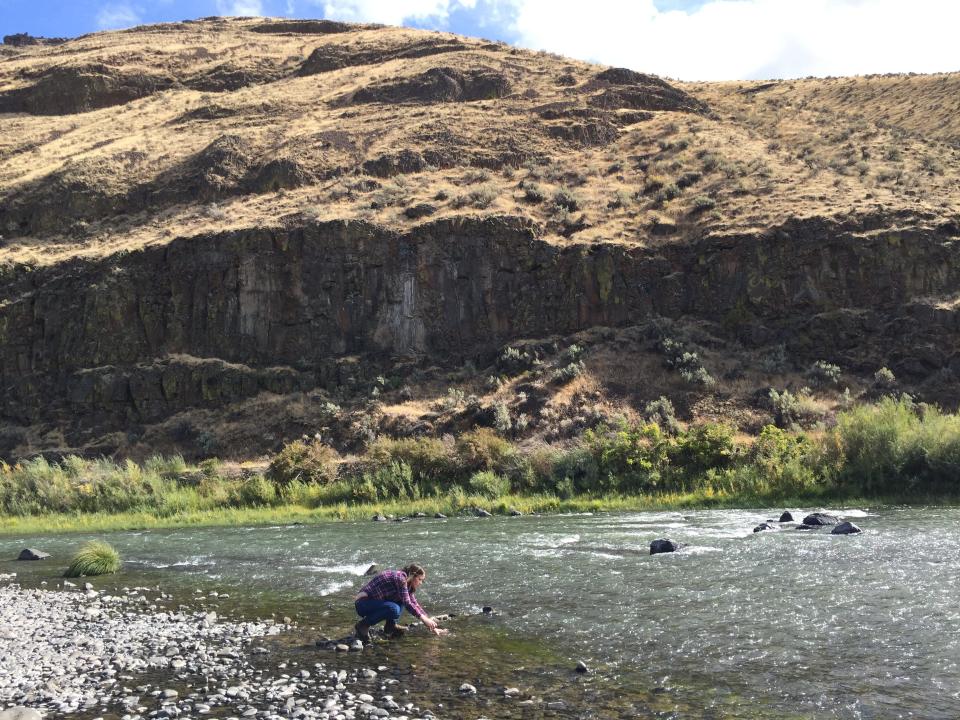 A researcher collects water samples from the John Day River at Cottonwood Canyon State Park