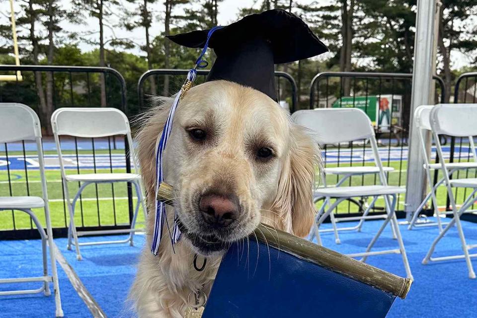 <p>Courtesy of Scotch Plains-Fanwood Public Schools</p> Spiffy the golden retriever therapy dog at the 2023 graduation for Scotch Plains-Fanwood High School