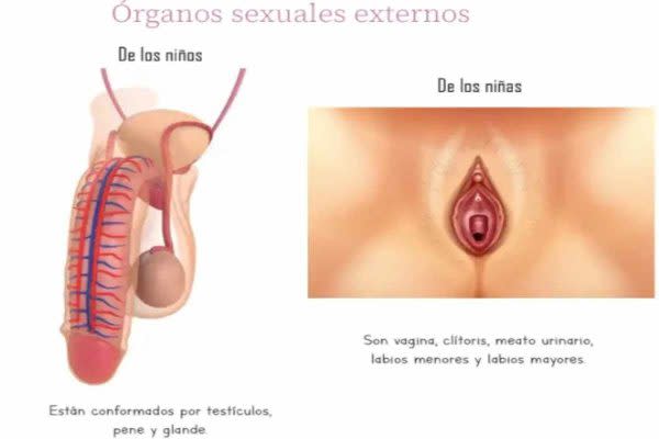 Especialistas coinciden en que la educación sexual es un derecho, por lo que es positivo para niñas y niños que los libros de texto la aborden; sin embargo, señalan la importancia de profundizar, contextualizar y capacitar a docentes