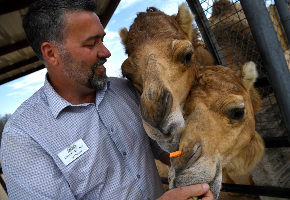 Abilene Zoo Director Jesse Pottebaum feeds a pair of the zoo camels a treat of carrots and squash in 2021.