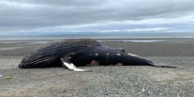 This humpback whale was found washed up dead on a Haida Gwaii beach on Saturday May 15, 2021. (Josina Davis/Marine Education and Research Society - image credit)