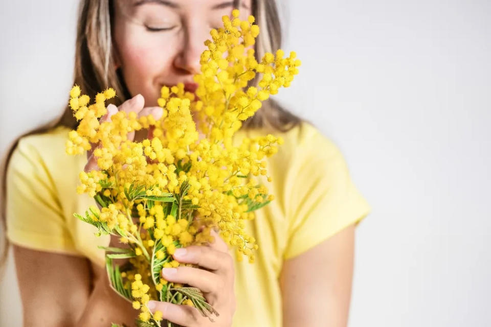 El homónimo de las mimosas son unas flores amarillas que crecen al sur de Francia. 