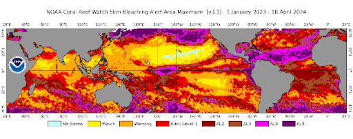 NOAA Coral Reef Observatory's 5 km resolution global satellite Coral Bleaching Warning Area Maximum map for January 1, 2023 through April 10, 2024. This figure shows areas around the world experiencing high levels of marine heat stress (Bleaching Alert Levels 2-5), which can lead to reef-wide coral bleaching and mortality.