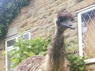 Ethel the escaped emu: Screengrab / Facebook