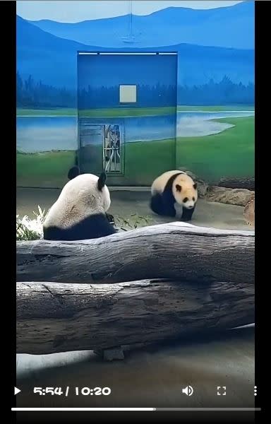 台北市立動物園，每天定期直播動物們生活。（圖／翻攝自台北市立動物園IG)