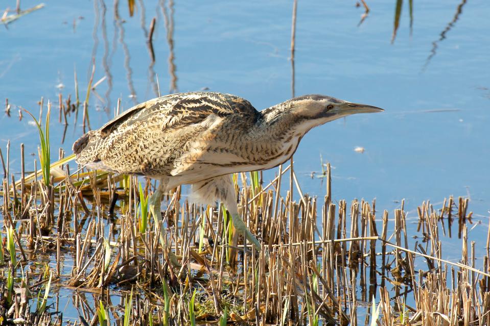 A Bittern hunting in the shallows of Minsmere - getty