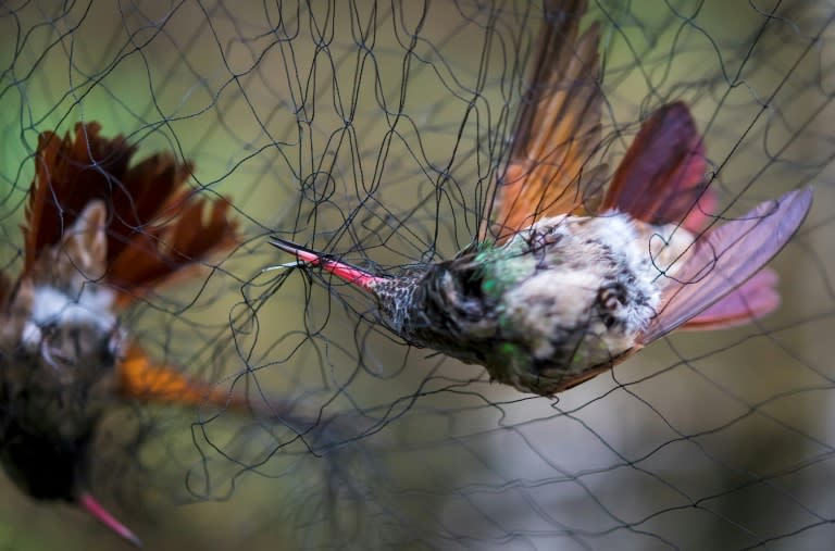 Two hummingbirds (Amazilia Beryllina) are trapped in a net set by biologists in a pollination garden set by the National Autonomous University of Mexico (UNAM) in Mexico City