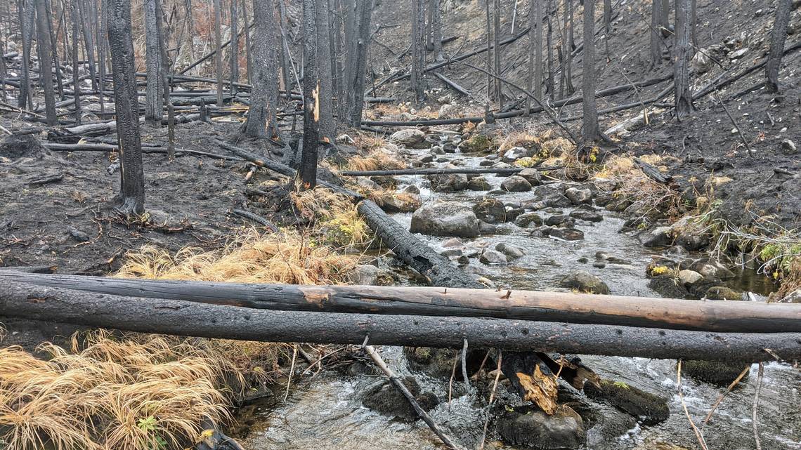 Baldwin took samples of sediment and water in Buck Creek, Idaho, in November 2021, one year after a wildfire burned the watershed, to test mercury concentrations.