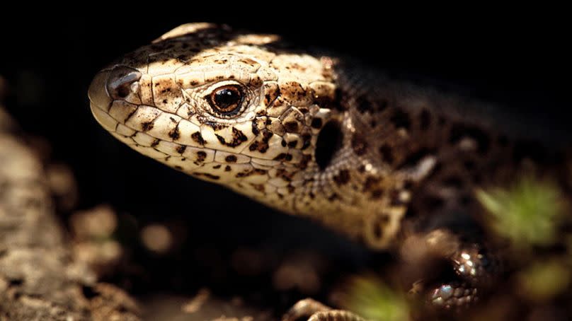 Un lagarto en los biodiversos bosques de los Cárpatos rumanos.