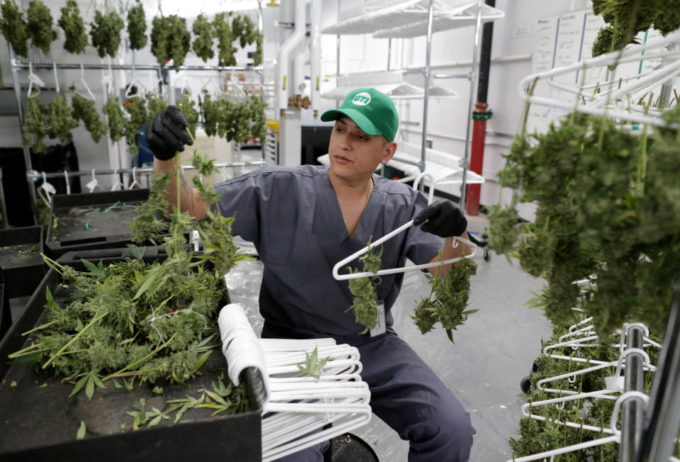 HOLYOKE, MA - JANUARY 31: Jonell Santiago works at Green Thumb Industries cultivation center in Holyoke, MA on Jan. 31, 2019. Green Thumb Industries, a Chicago-based cannabis company, invested $10 million to create a cultivation center in a former Holyoke mill building. Massachusetts is home to dozens of old textile and paper mills that once thrived, making the state a manufacturing powerhouse. By the 1950s, those industry jobs moved south and the mill buildings deteriorated from decades of neglect. Many have been repurposed as apartments or smaller businesses. Some have been torn down. But one unlikely industry is bringing them back: cannabis. Since the legalization of medical and recreational cannabis in 2012 and 2016, cannabis companies have been buying and leasing these relics of industrialization. There are a few reasons why: quicker profits, availability, and the negative stigma that surrounds weed. (Photo by Jonathan Wiggs/The Boston Globe via Getty Images)