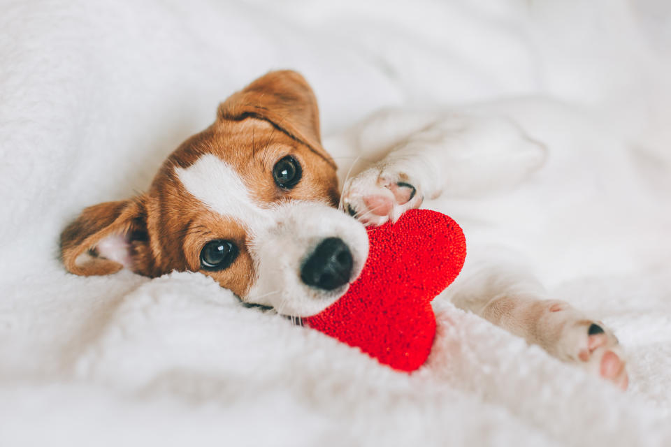 Auch den eigenen Vierbeiner kann man am Valentinstag verwöhnen (Symbolbild: Getty Images)