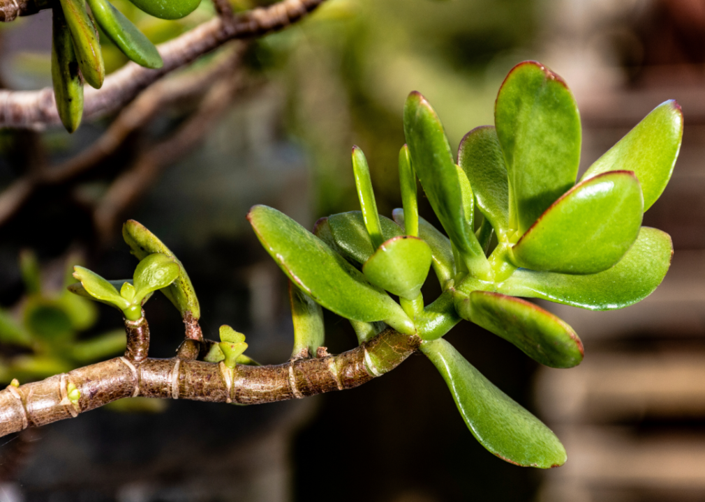 A Jade plant.