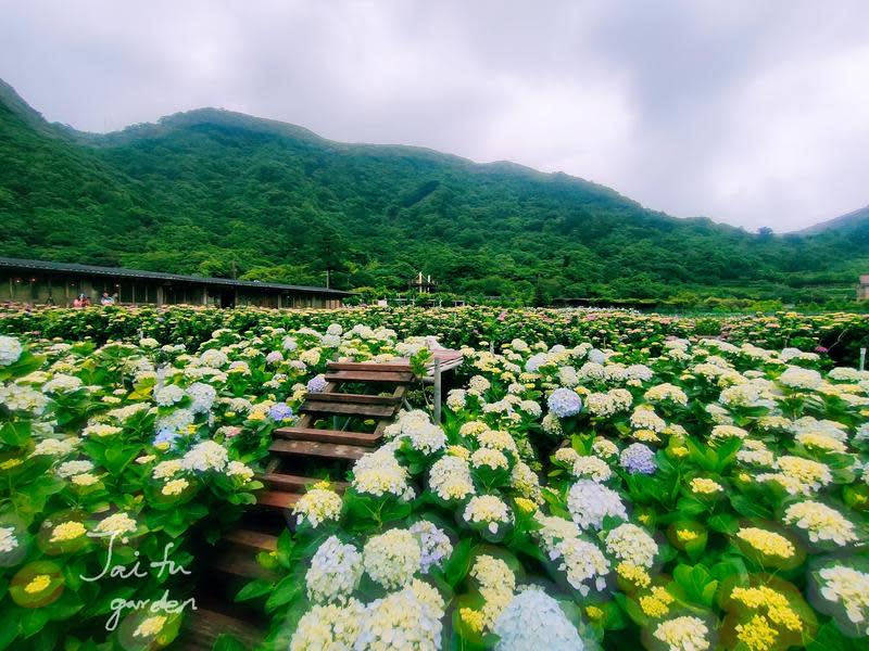 財福海芋田（圖片來源：財福海芋田FB）