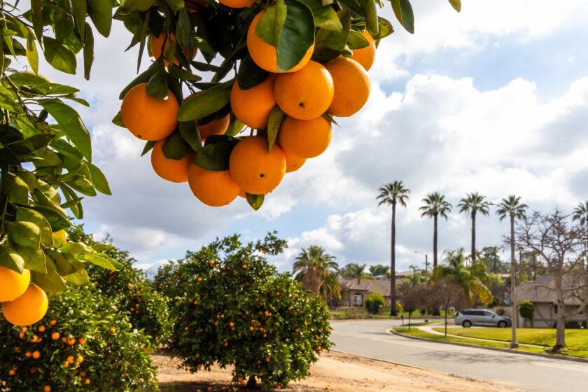 REDLANDS, CA - JANUARY 25: For months now, the California Department of Food and Agriculture has been waging war on the oriental fruit fly. To prevent the flies from spreading, the department now is preparing to remove fruit from trees on over 2,000 properties in the Redlands area of San Bernardino County. Fruit fly warning and quarantine sighs are posted at various locations on Thursday, Jan. 25, 2024 in Redlands, CA. (Irfan Khan / Los Angeles Times)