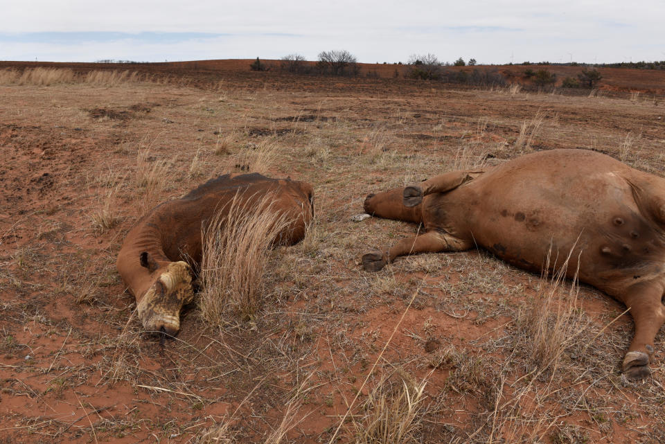 Dead cattle that were killed by the Rhea fire are pictured near Taloga, Oklahoma. (Photo: Nick Oxford / Reuters)