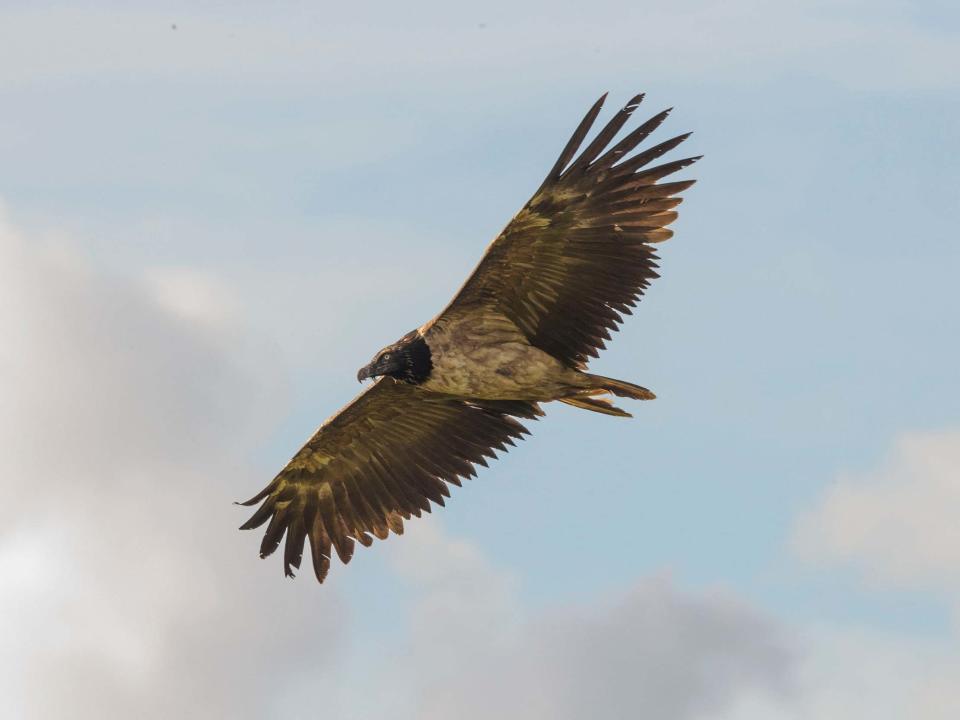 The bearded vulture, which has a wingspan of up to three metres, has only been seen in the UK once before: William Bowell/justwildimages.blogspot.​com/PA Wire