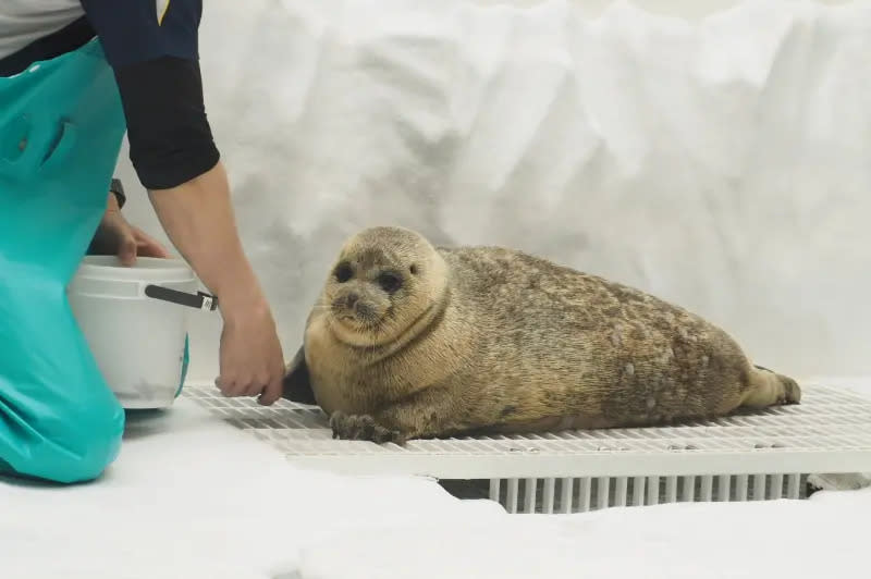 ▲海豹Mizore平時就和飼養員感情非常要好，還曾在水中撒嬌地鑽進飼養員懷裡討摸。（圖／翻攝自X＠domehimeno）